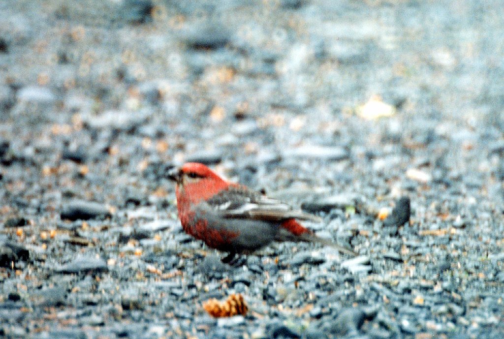 Grosbeak, Pine, Valdez, AK, 1999-06, B07P69I02.jpg - Pine Grosbeak